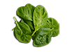 Espinaca